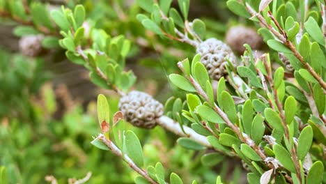 primer plano de la planta melaleuca nesophila en el jardín