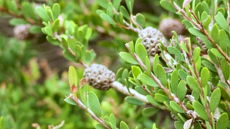 close-up of melaleuca nesophila plant in garden