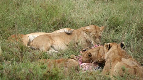 lion family resting in grass and eating catched prey. baby lion eating zebra. close up shot.