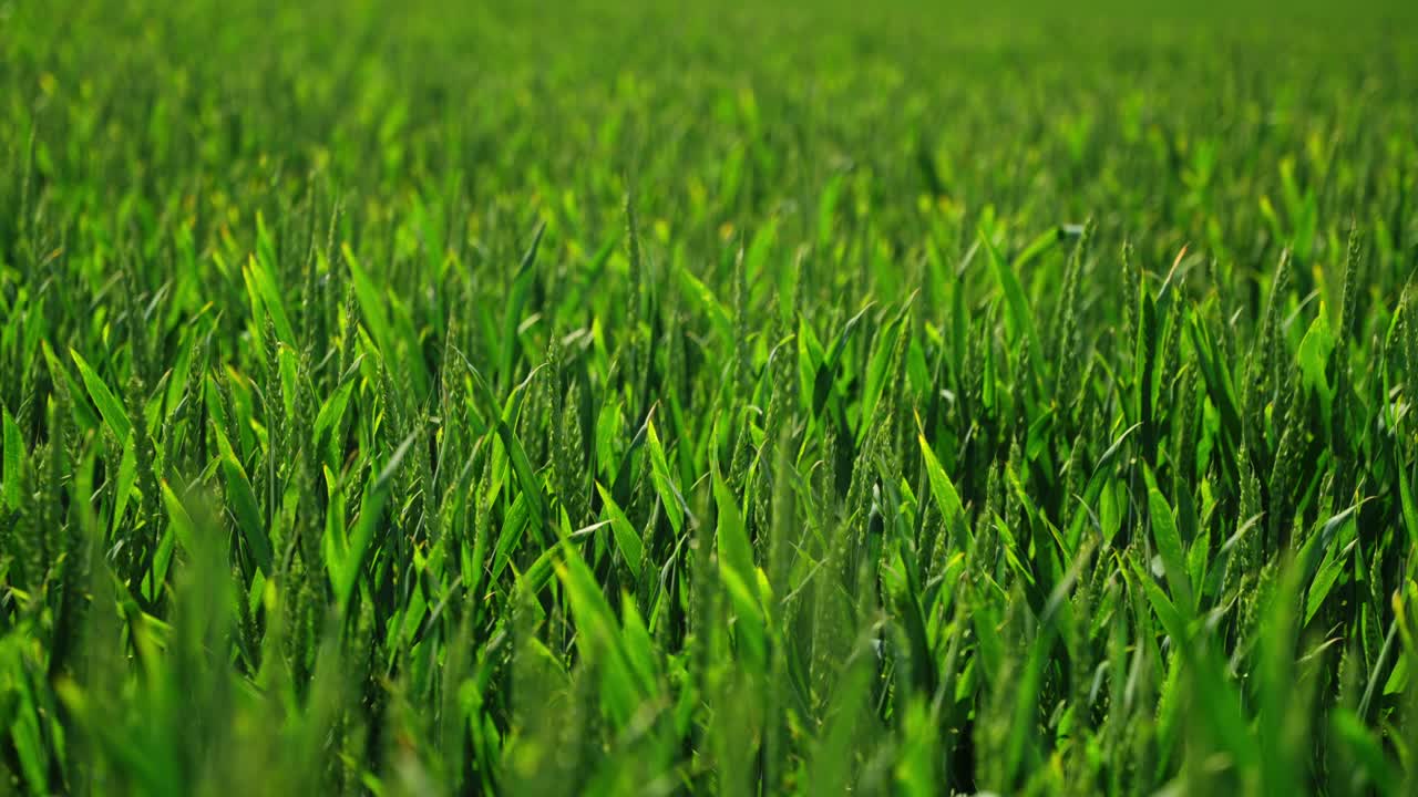 Lush green wheat field swaying in breeze, vibrant growth in early summer season