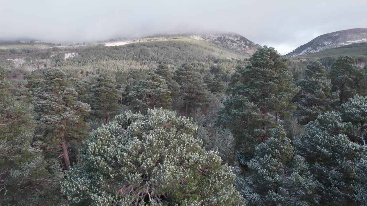 imágenes cinematográficas de drones que emergen lentamente del dosel blanco de los pinos escoceses cubiertos de nieve con un amanecer de montaña invernal, frente a glen mor, parque nacional de cairngorms, escocia