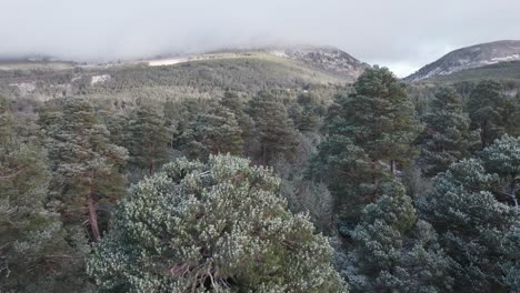 cinematic drone footage slowly emerging from the white canopy of scots pine trees covered in snow with a winter mountain sunrise, facing glen mor, cairngorms national park, scotland