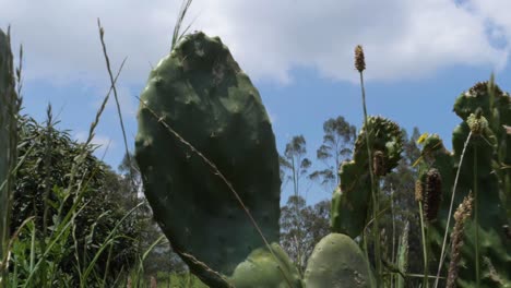 魚樹 (tuna cactus) 魚類的生長方式