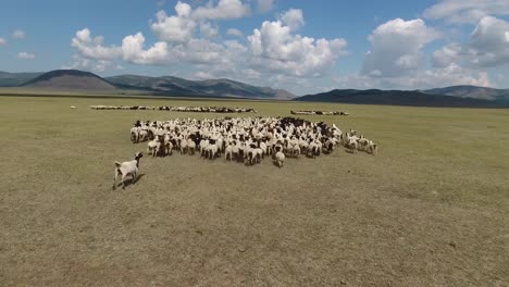 um drone aéreo a voar sobre um rebanho de ovelhas na paisagem interminável da mongólia.