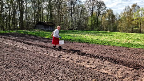 elderly woman in red skirt works from afar planting rows of potatoes in quiet spring field