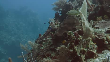 buceo cozumel 01