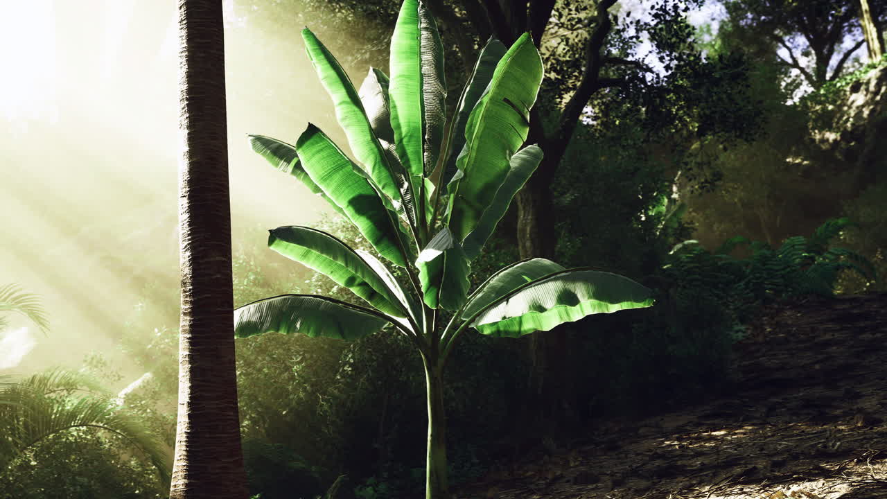 Lush banana plant thrives under sunlight in vibrant forest setting