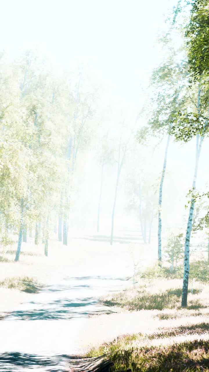 평화로운 숲의 하천