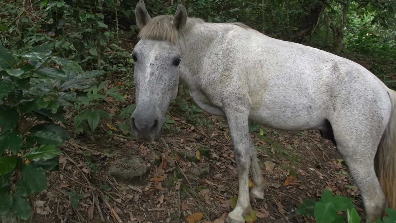 Cavallo magro che mangia nella giungla