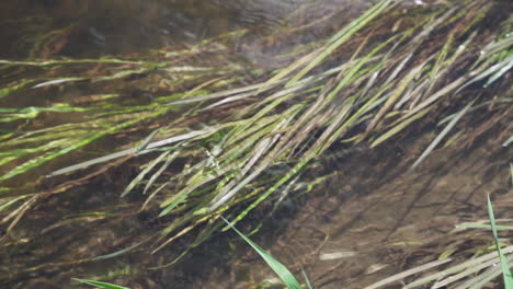 calm creek running in slow motion