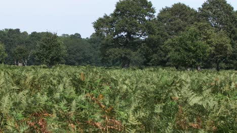 Wild-Ferns-Swaying-In-The-Wind-With-Trees-In-The-Background