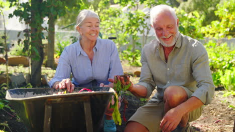 retired senior couple working in vegetable garden or allotment with barrow at home picking beetroot