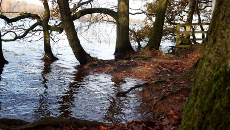 Untergetauchte-Saisonale-Herbstwald-Waldbäume-Herbstlaub-Landschaft-Ländliche-Szene-Dolly-Direkt-An-Den-Bäumen