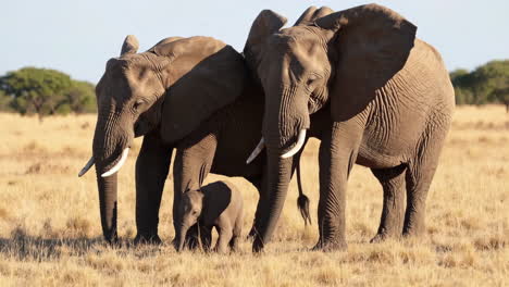elephant family in the savanna