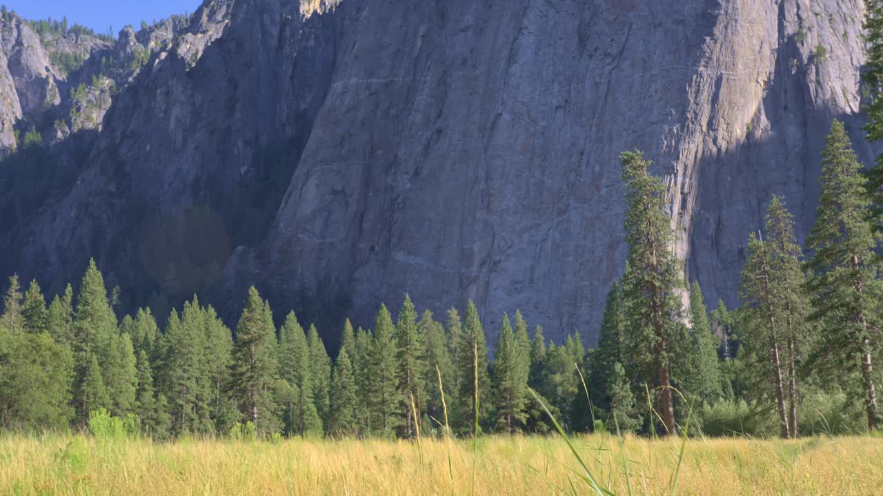 4K static wide shot of a sun-lit Yosemite meadow where cottonwoods and pines sway gently; behind them, a monolithic granite wall