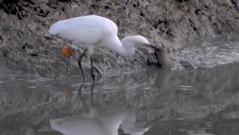 Little-Egret-preys-on-small-fish-in-shallow-water-of-wetland