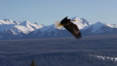 bald eagle in flight over snowy mountains and forest