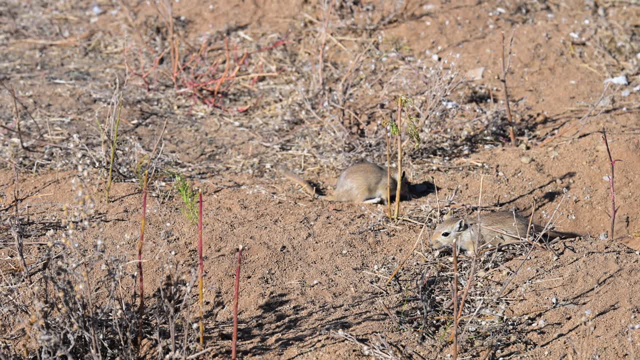 In its native Mongolian habitat, small gerbils pause at its burrow's entrance. The alert desert rodents are captured, showcasing natural wildlife behavior
