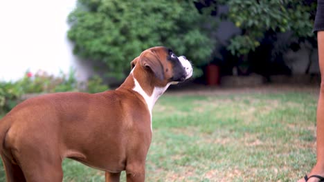 young boxer puppy standing still while its dog toy is spun around