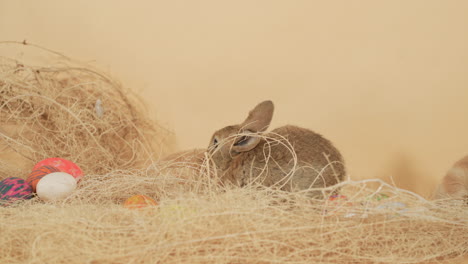 Brown-Bunny-rabbit-on-the-nest-hay-surrounded-by-easter-eggs---Medium-close-up-shot