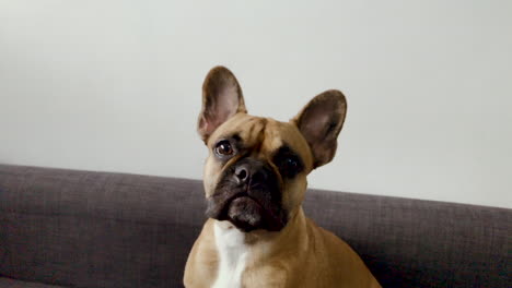 French-bulldog-face-close-up