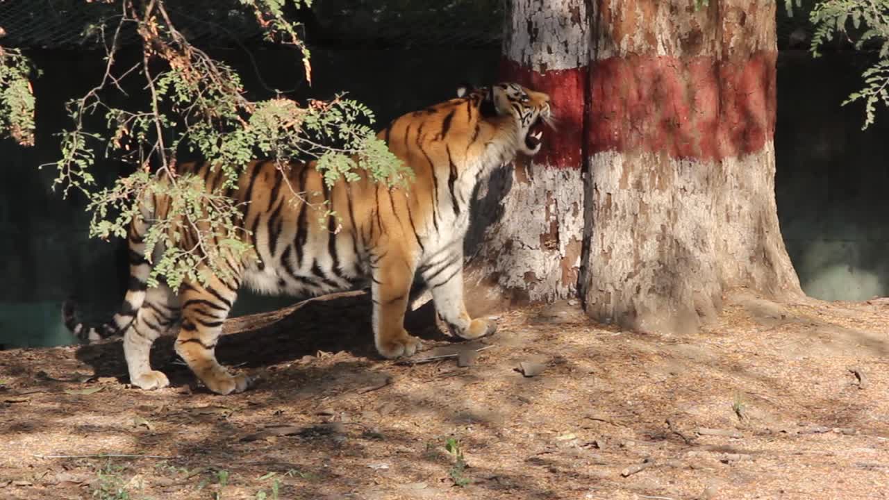 Young Bangal tiger looking for hunt and tired in zoo park in Indore, India I Big cat in zoo park in India