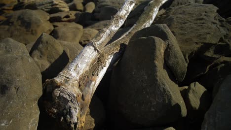 Dry-Wood-On-The-Rocks---Rocky-Coast-Of-Eastern-Suburbs---Sydney,-NSW,-Australia