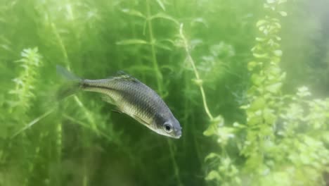 bitterling fish rhodeus amarus swims past algae in the water