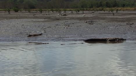 Krokodile-Am-Ufer-Des-Flusses-Tarcoles-In-Costa-Rica