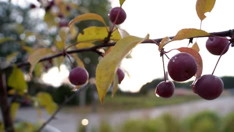 frutas púrpuras colgando de una rama, brillando con gotas de lluvia