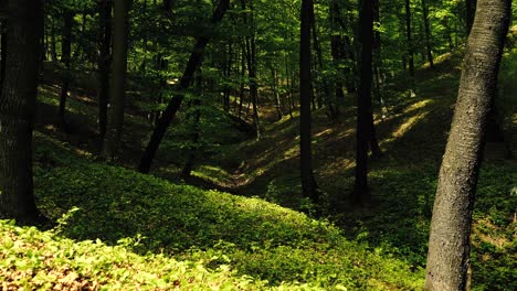 4k footage of sun shining through green forest in the spring time