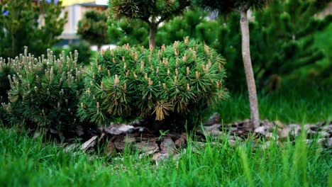 small pine trees in a garden