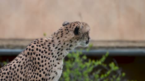 fotografía de perfil de un guepardo gato grande mirando a su alrededor y girando la cabeza