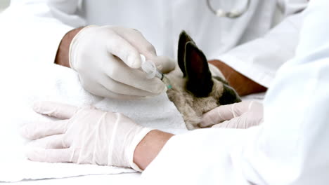 En-Cámara-Lenta,-Veterinarios-Inyectando-A-Un-Conejo.