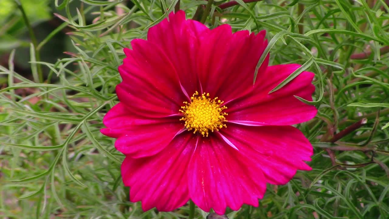 Close-up of a red Cosmos Bipinnatus flower