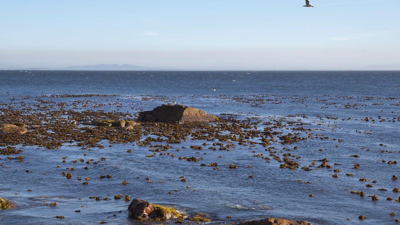 Seagulls share a rock as a tranquil seascape unfolds, with calm blue waters dotted with kelp, against a distant, hazy mountain range under a clear sky.