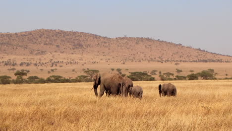 wide static shot of a family of elephants making thier way across the plains of the serengeti in africa