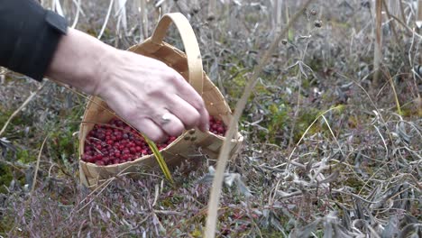 hand of person picking cranberries to small basket in forestry landscape, close up view