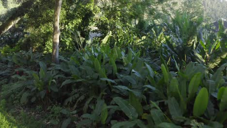 Tropical-plants-billow-in-wind-revealing-grassy-plains-area