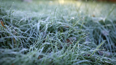 Frost-Auf-Gras-Im-Winter-Schmilzt-Langsam-Im-Sonnenlicht