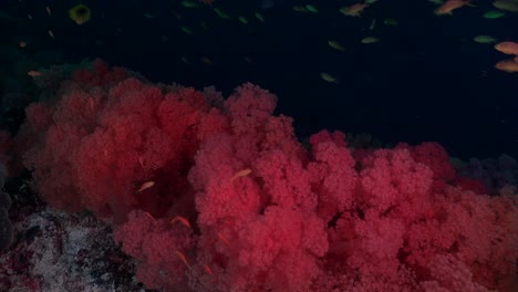 floating over red soft corals and reef fishes