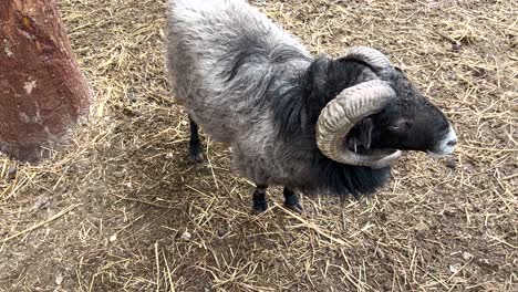 Up-close-black-and-grey-ram-animal-in-field-with-hay-in-Lisbon-zoo,-Portugal