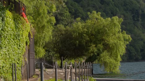 wide shot of huge leaning tree by paved deck with branches touching water at lake como, italy (lago di como, italia)