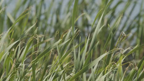 grass sways in the wind on the shore of a pond