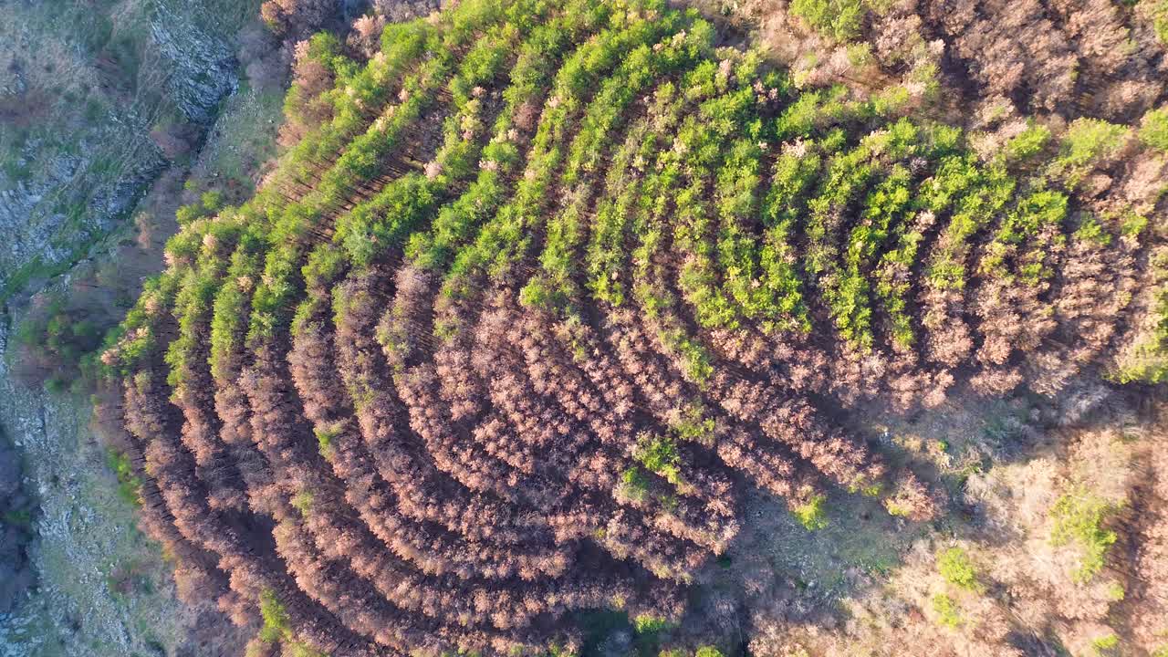 imagen aérea del bosque quemado de rodope sostis maximos, grecia