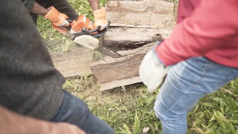 workers observe a woodcutter saws a tree with chainsaw at the forest