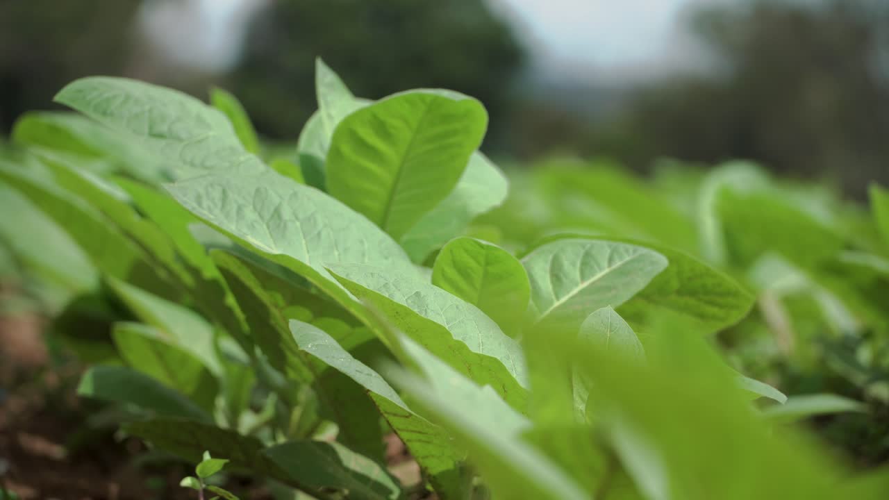 Static close Up Shot Of Tobacco Leaf Blowing in the Wind in Vinales Cuba, From Shadow to Sun