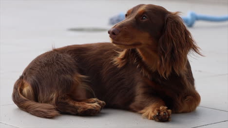 Brown-sausage-dog-resting-on-grey-patio-stones