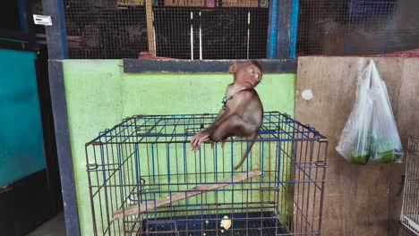 pasty zona hewan: un bebé mono atado con una cadena en un mercado de animales salvajes a plena luz del día en yogyakarta - región especial de yogyakarta, indonesia