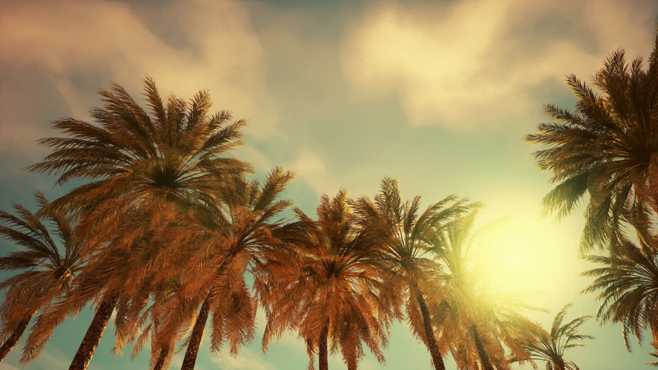 пальмы на закате
